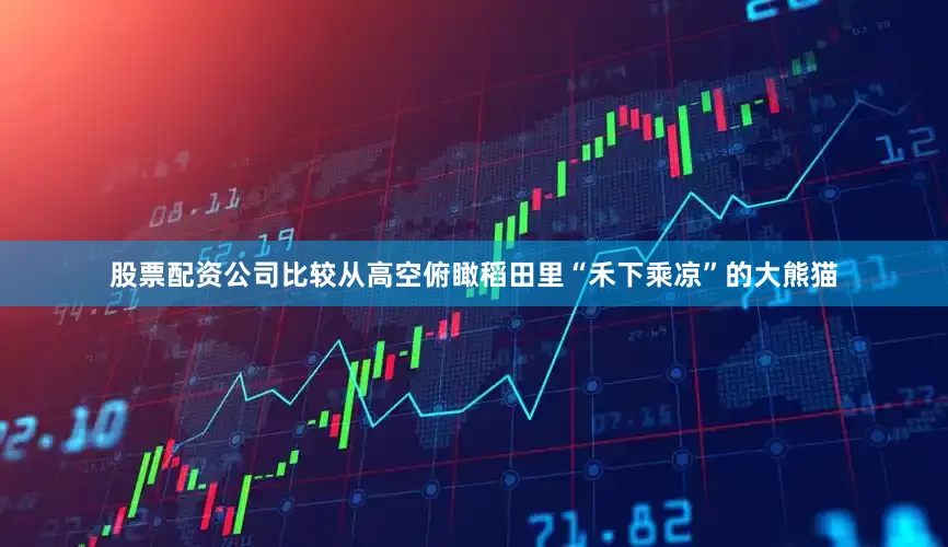 股票配资公司比较从高空俯瞰稻田里“禾下乘凉”的大熊猫
